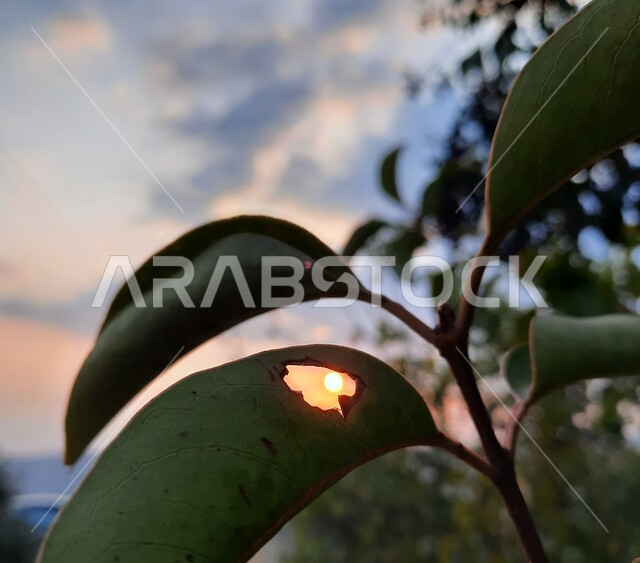 ورقة خضراء مثقوبة يظهر فيها غروب الشمس، أوراق الشجر الخضراء، النباتات والأشجار، غروب الشمس، خلفية أوراق