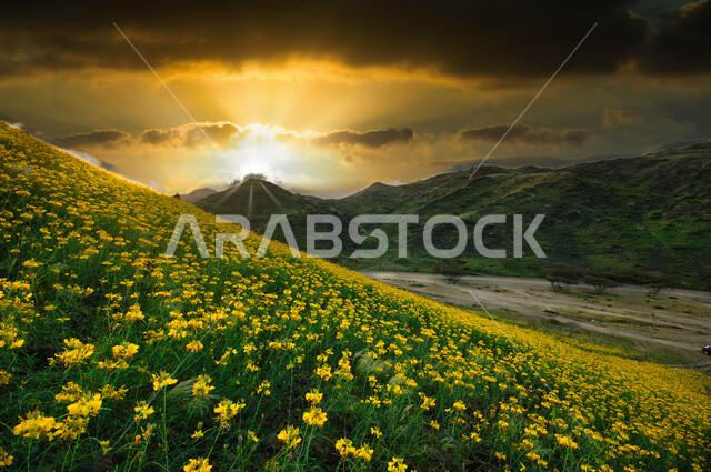 تلة مغطاة بالزهور الصفراء وخلفها التلال الخضراء، غروب الشمس فوق التلال، جمال الطبيعة 