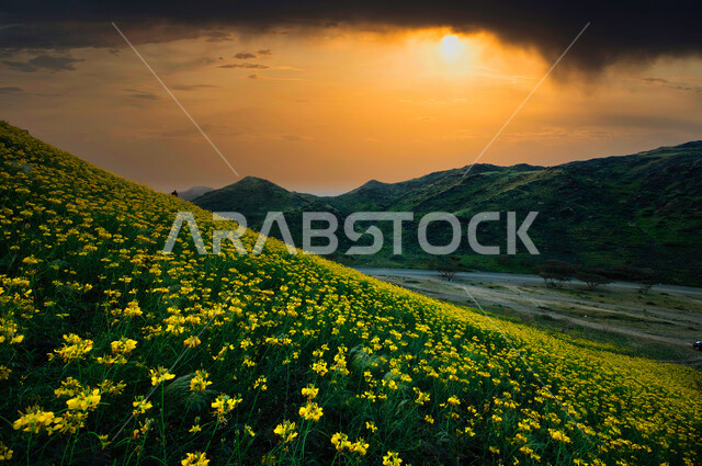 تلة مغطاة بالزهور الصفراء وخلفها التلال الخضراء، غروب الشمس فوق التلال، جمال الطبيعة 