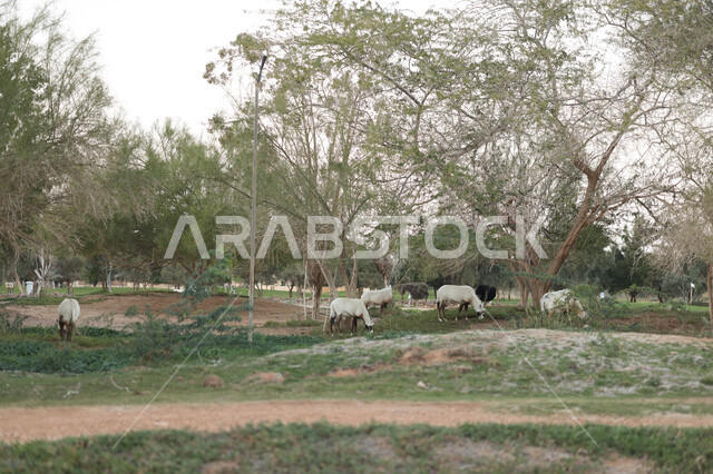 حيوان المها العربي في احد المحميات الطبيعية في المملكة العربية السعودية ، محمية طبيعية ، حيوانات برية