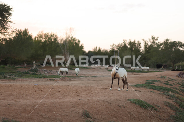 حيوان المها العربي في احد المحميات الطبيعية في المملكة العربية السعودية ، محمية طبيعية ، حيوانات برية
