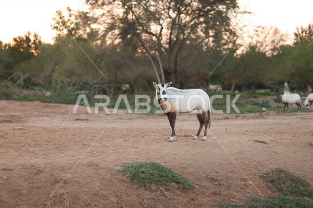 حيوان المها العربي في احد المحميات الطبيعية في المملكة العربية السعودية ، محمية طبيعية ، حيوانات برية