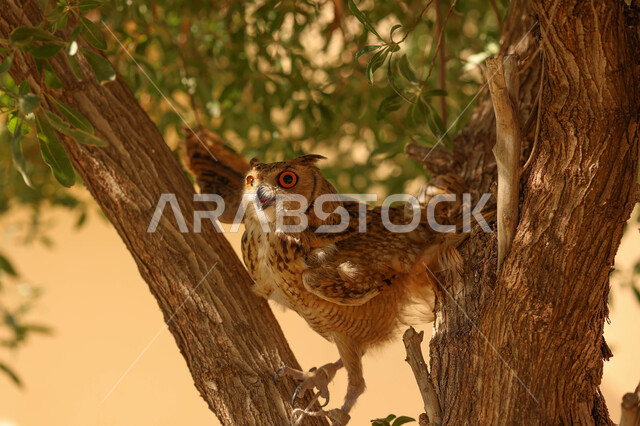 طائر البومة ، حدة البصر ، الطيور الجارحة ، رحلات الصيد ، تربية وتدريب الطيور الجارحة في المملكة العربية السعودية ، محمية طبيعية