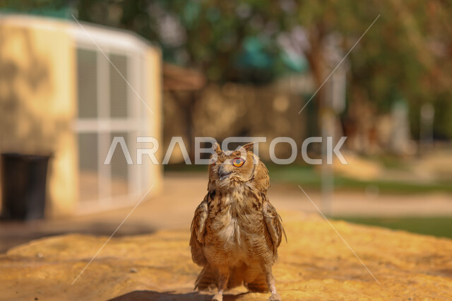 طائر البومة ، حدة البصر ، الطيور الجارحة ، رحلات الصيد ، تربية وتدريب الطيور الجارحة في المملكة العربية السعودية ، محمية طبيعية