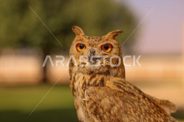 طائر البومة ، حدة البصر ، الطيور الجارحة ، رحلات الصيد ، تربية وتدريب الطيور الجارحة في المملكة العربية السعودية ، محمية طبيعية