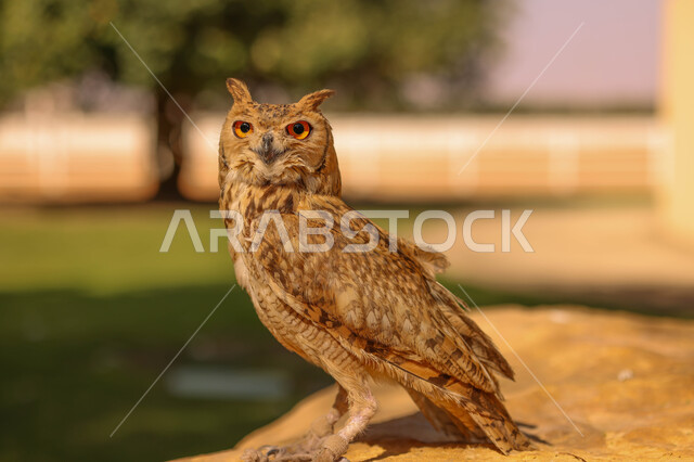 طائر البومة ، حدة البصر ، الطيور الجارحة ، رحلات الصيد ، تربية وتدريب الطيور الجارحة في المملكة العربية السعودية ، محمية طبيعية