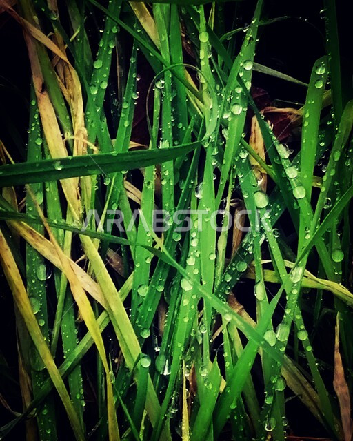 صورة مقربة لقطرة الندى على ورق الأشجار والنباتات الخضراء، قطرات المطر، اجواء شتوية، تساقط الامطار، خلفية الطبيعة