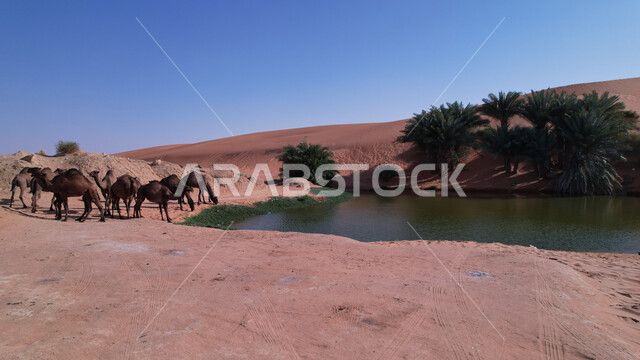 مجموعة من الجمال والابل تشرب المياه، بركة مياه، واحة، اشجار النخيل الخضراء، الكثبان الرملية، الطبيعة الصحراوية، محمية لتربية الجمال والابل