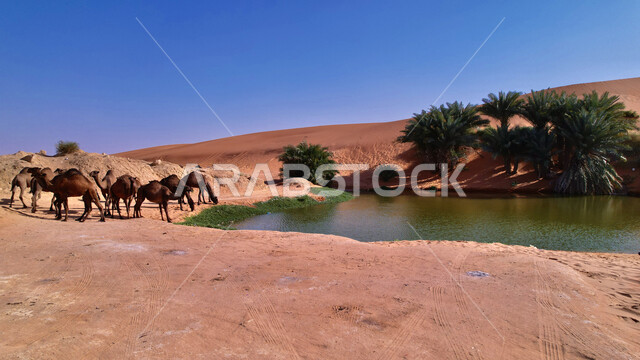 مجموعة من الجمال والابل تشرب المياه، بركة مياه، واحة، اشجار النخيل الخضراء، الكثبان الرملية، الطبيعة الصحراوية، محمية لتربية الجمال والابل