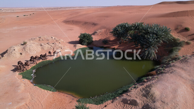 مجموعة من الجمال والابل تشرب المياه، بركة مياه، واحة، اشجار النخيل الخضراء، الكثبان الرملية، الطبيعة الصحراوية، محمية لتربية الجمال والابل
