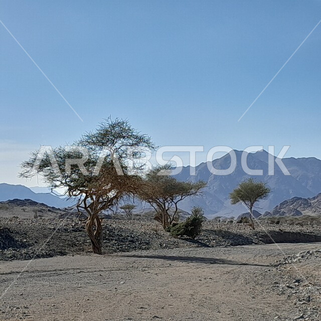 Trees in desert areas, mountains and heights, stones and rocks, desert nature, desert terrain