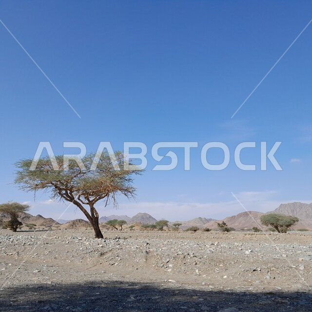 الاشجار في المناطق الصحراوية، الجبال والمرتفعات، الحجارة والصخور، الطبيعة الصحراوية، التضاريس الصحراوية