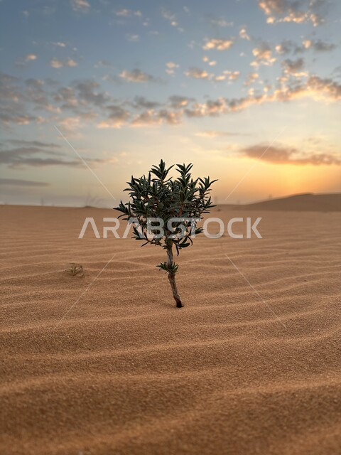 شجرة قزمية في وسط الصحراء ، الكثبان الرملية ، البيئة الصحراوية ، رمال ناعمة ، تلال رملية ، خلفية الطبيعة الصحراوية