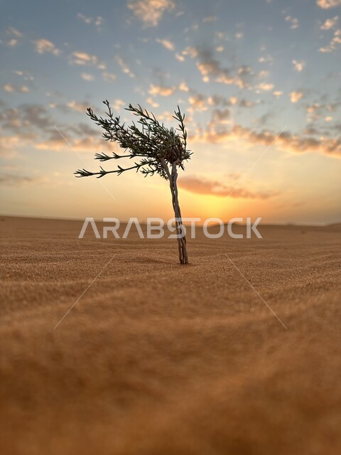 شجرة في وسط الصحراء ، الكثبان الرملية ، البيئة الصحراوية ، رمال ناعمة ، تلال رملية ، خلفية الطبيعة الصحراوية