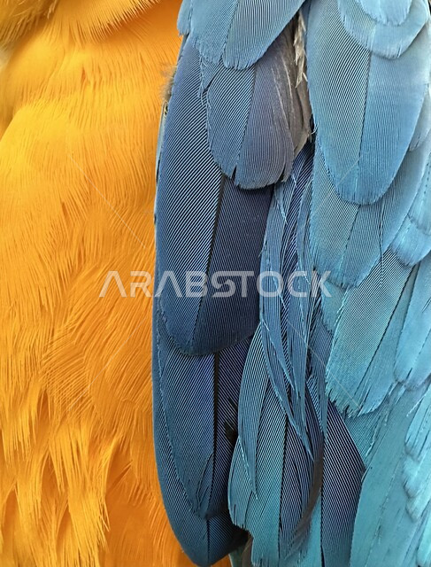 صورة مقربة لريش ببغاء باللون الاصفر والأزرق