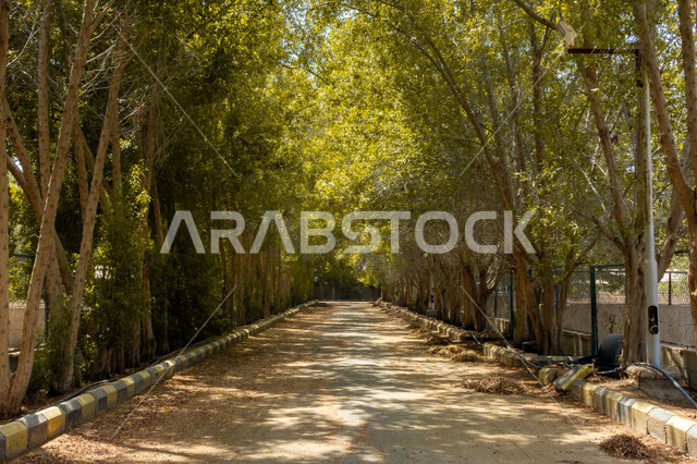 ممشى على جانبي الطريق أشجار عالية ، طريق في وسط الحديقة ، الأشجار الطبيعية الخضراء