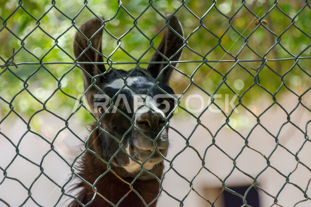 حيوان اللاما في احد المحميات الطبيعية ، محمية طبيعية ، حديقة الحيوانات