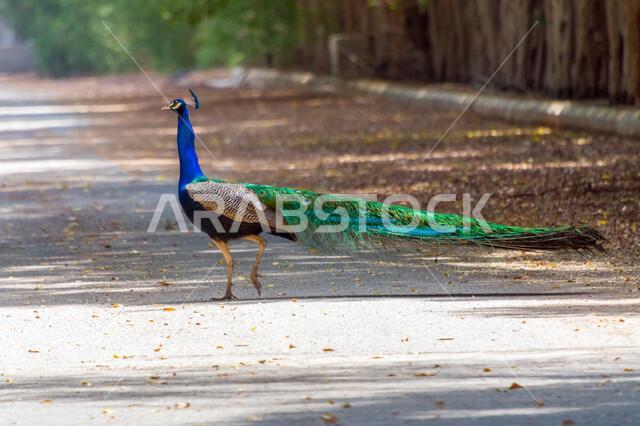طائر الطاووس في محمية طبيعية ، طائر الطاووس الجميل