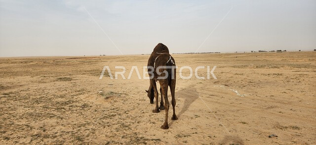 حيوان الجمل في محمية طبيعية بالمناطق الصحراوية، تربية الجمال والإبل، المناطق الصحراوية، الطبيعة الصحراوية، محمية طبيعية، محمية برية