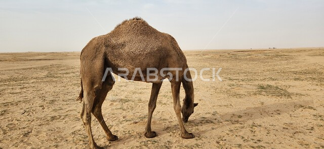Camel animal in a nature reserve in desert areas, breeding camels and ...