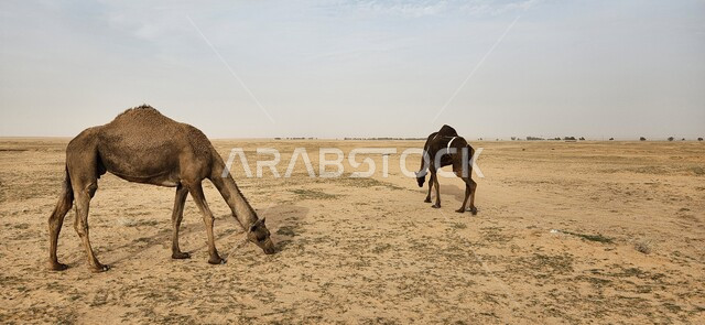 الجمال والابل في محمية طبيعية بالمناطق الصحراوية، تربية الجمال والإبل، المناطق الصحراوية، الطبيعة الصحراوية، محمية طبيعية، محمية برية