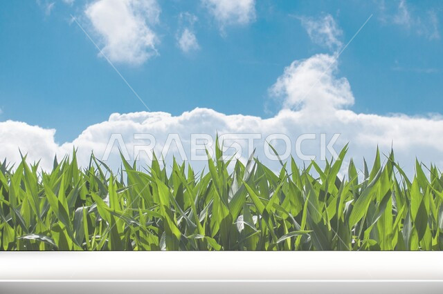 خلفية رسوم مناظر طبيعيه, قاعدة عرض, خلفيات إعلانيه, خلفية الطبيعه, عرض المنتجات