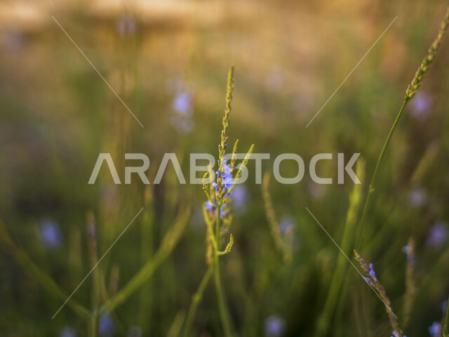 Macro photo of lavender flower plant, nature background