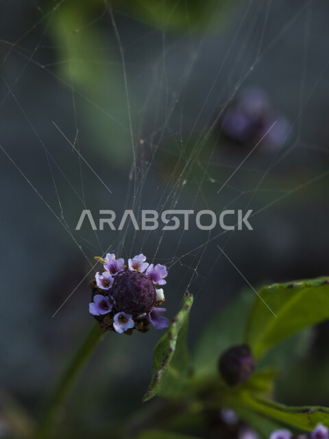  نبات الفاكهة الضفدع ، خلفية الطبيعة ، الأزهار الطبيعية