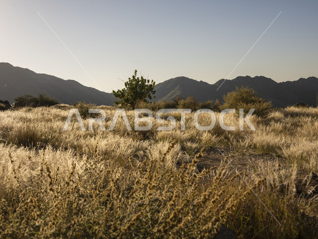 المناظر الطبيعية ، الأشجار والأعشاب الخضراء ، المرتفعات الجبلية ، خلفية الطبيعة ، أراضي زراعية