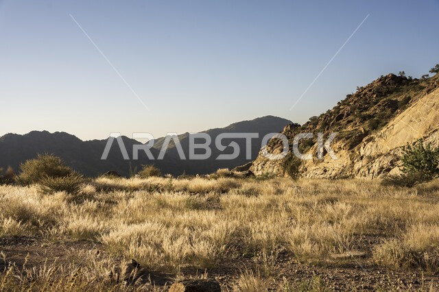 المناظر الطبيعية ، الأشجار والأعشاب الخضراء ، المرتفعات الجبلية ، خلفية الطبيعة ، أراضي زراعية