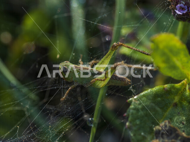 صورة ماكرو حشرة الجندب الأخضر في فخ شبكة العنكبوت ، خلفية الطبيعة ، الحشرات و الزواحف