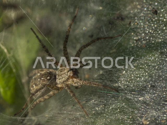 Macro photo of spider bug, spider web