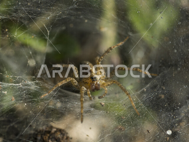 Macro photo of spider bug, spider web