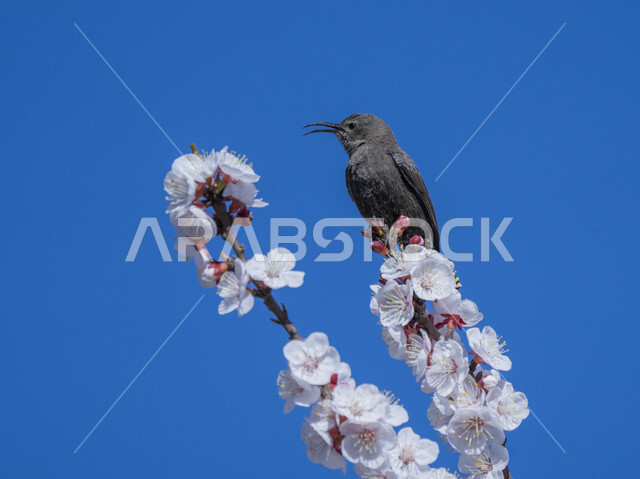 طائر الشمس على أزهار البرقوق الوردي ، طيور برية