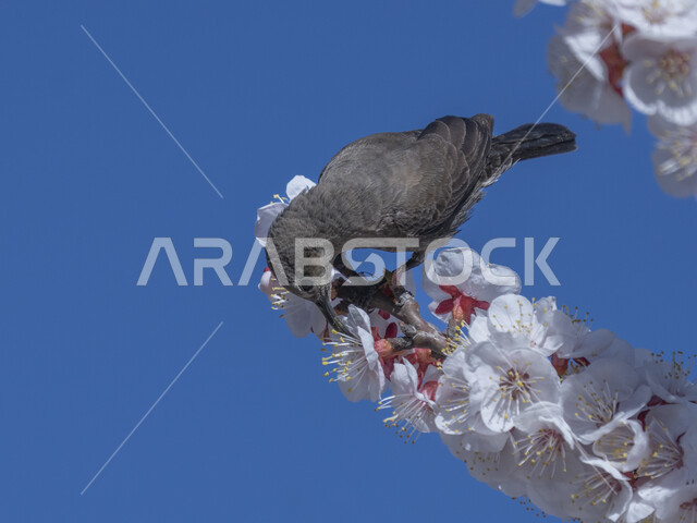 Sunbird on pink plum blossoms, wild birds