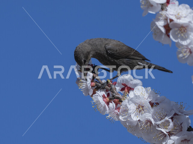 طائر الشمس على أزهار البرقوق الوردي ، طيور برية