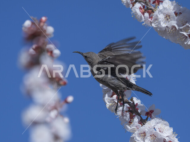 طائر الشمس على أزهار البرقوق الوردي ، طيور برية