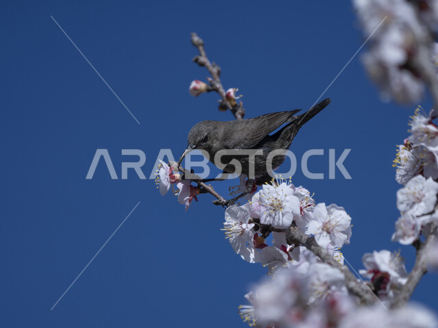 طائر الشمس على أزهار البرقوق الوردي ، طيور برية