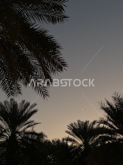 صورة ظلية لأشجار النخيل ، مزارع النخيل الخضراء ، اشجار ومحاصيل زراعية