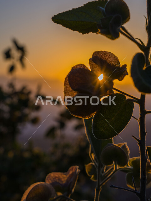 النباتات والأشجار الطبيعية ، منظر شروق الشمس ، خلفية الطبيعة