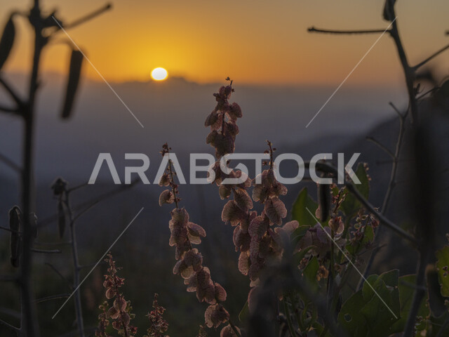 النباتات والأشجار الطبيعية ، منظر شروق الشمس ، خلفية الطبيعة