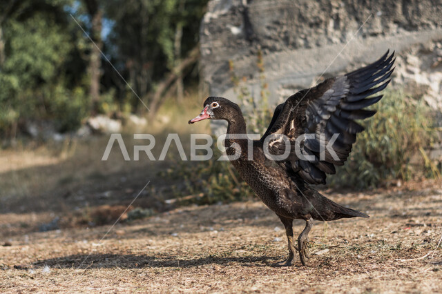 بطة سوداء في محمية طبيعية لتربية البط، البط البري، الحياة البرية، طيور برية، مزرعة لتربية البط والأوز