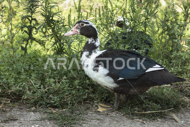 بطة سوداء في محمية طبيعية لتربية البط، البط البري، الحياة البرية، طيور برية، مزرعة لتربية البط والأوز