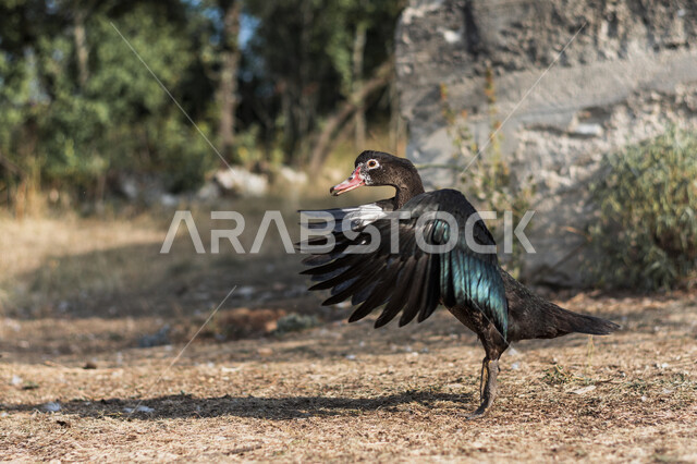 بطة سوداء في محمية طبيعية لتربية البط، البط البري، الحياة البرية، طيور برية، مزرعة لتربية البط والأوز