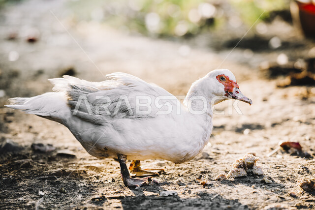Duck in a nature reserve for breeding ducks, wild ducks, wildlife, wild birds, farm for breeding ducks and geese