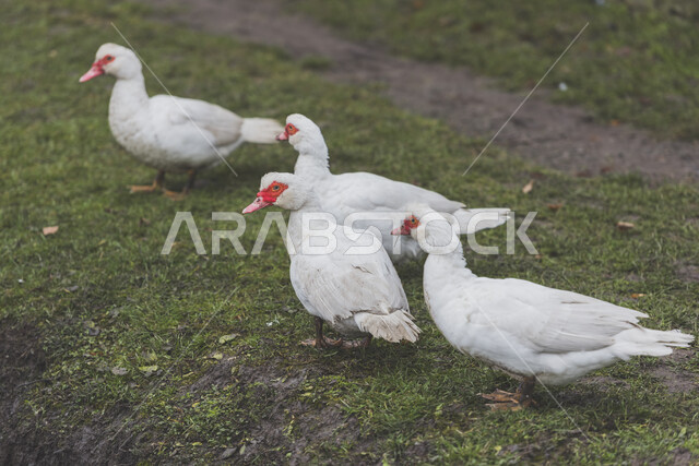 قطيع من البط الابيض في محمية طبيعية لتربية البط، البط البري، الحياة البرية، طيور برية، مزرعة لتربية البط والأوز