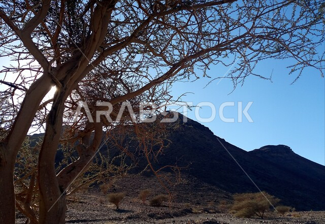 الاشجار والنباتات الصحراوية، الجبال والمرتفعات في المناطق الصحراوية، الطبيعة الصحراوية، التضاريس الصحراوية