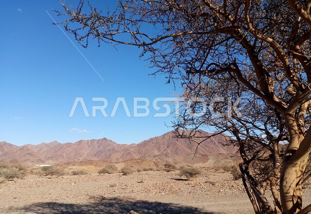 Desert trees and plants, mountains and heights in desert areas, desert nature, desert terrain