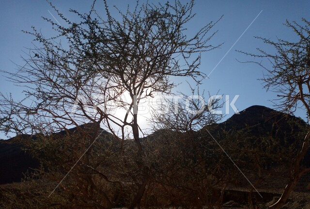 الاشجار والنباتات الصحراوية، الجبال والمرتفعات في المناطق الصحراوية، الطبيعة الصحراوية، التضاريس الصحراوية