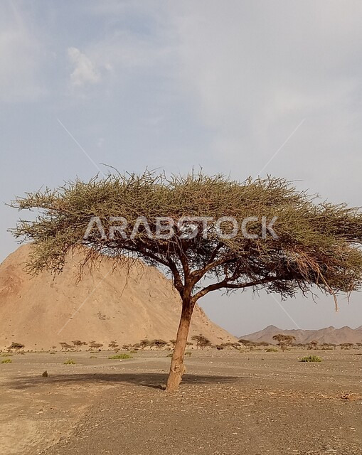 Desert trees and plants, mountains and heights in desert areas, desert nature, desert terrain